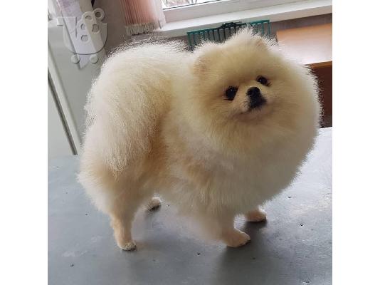 Πώληση Pomeranian σκύλοι και κουτάβια